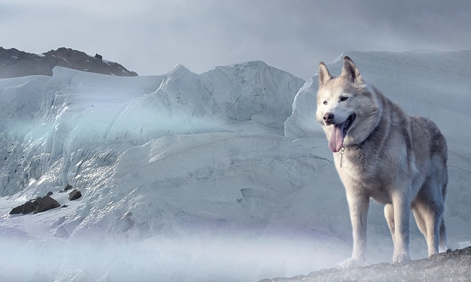 Chien Loup Tchécoslovaque Un Chien De Quelle Taille